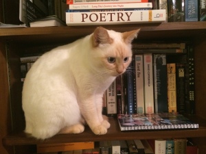 The mysterious lady cat.
